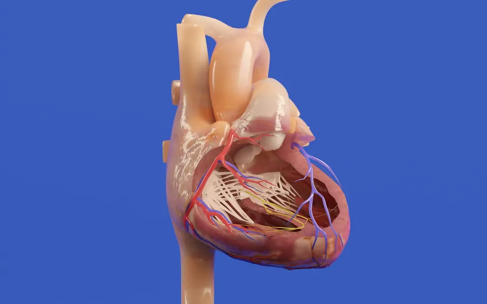An anatomical model of the human heart